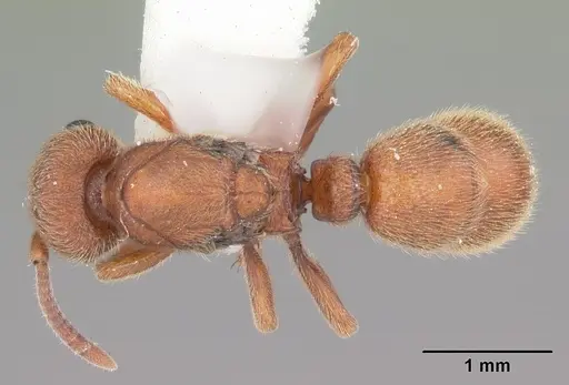 Proceratium croceum specimen CASENT0104440 image casent0104440_1