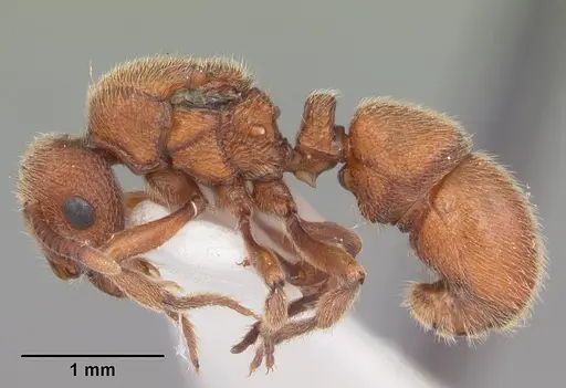 Proceratium croceum specimen CASENT0104440 image casent0104440_3