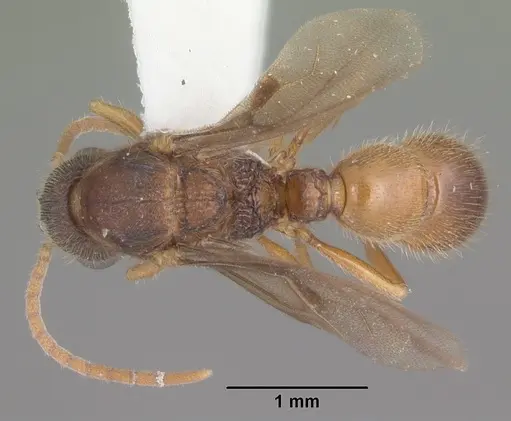 Proceratium croceum specimen CASENT0104441 image casent0104441_1