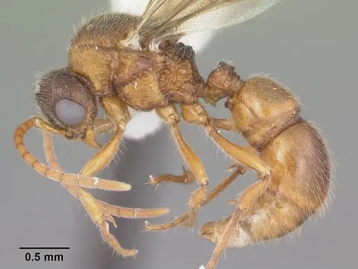 Proceratium croceum specimen CASENT0104441 image casent0104441_3