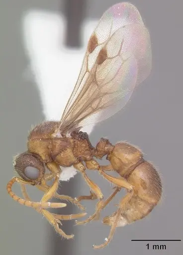 Proceratium croceum specimen CASENT0104441 image casent0104441_4