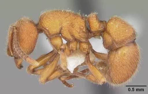 Proceratium croceum specimen CASENT0104442 image casent0104442_3