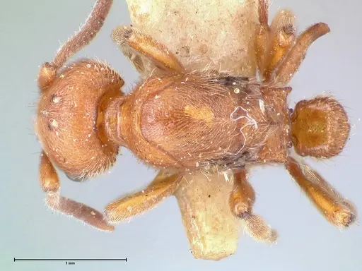 Proceratium croceum specimen FOCOL0927 image focol0927_1