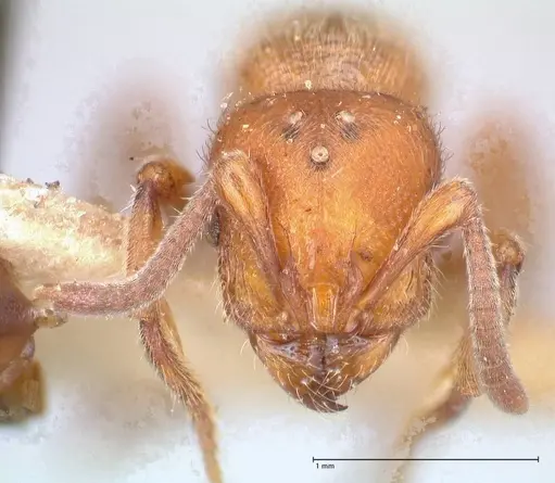 Proceratium croceum specimen FOCOL0927 image focol0927_2
