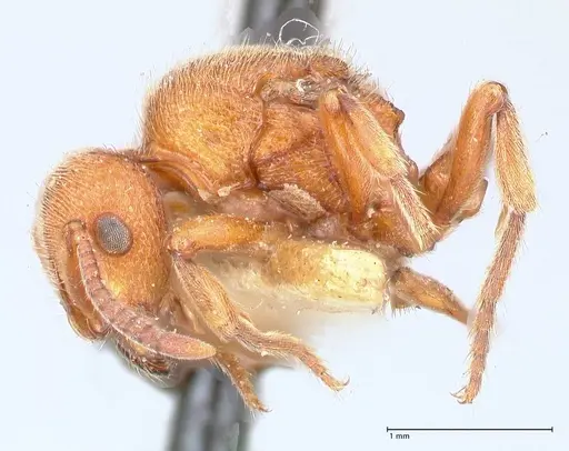 Proceratium croceum specimen FOCOL0927 image focol0927_3