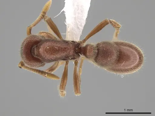 Proceratium cubanum specimen CASENT0630295 image casent0630295_1