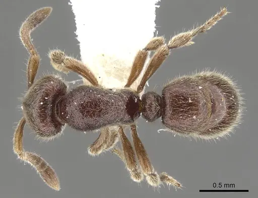 Proceratium dayak specimen CASENT0902419 image casent0902419_1