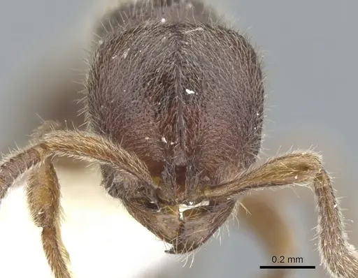 Proceratium dayak specimen CASENT0902419 image casent0902419_2