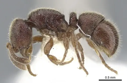 Proceratium dayak specimen CASENT0902419 image casent0902419_3