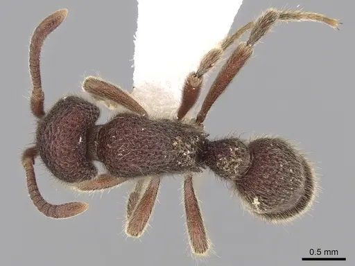 Proceratium deelemani specimen CASENT0281858 image casent0281858_1