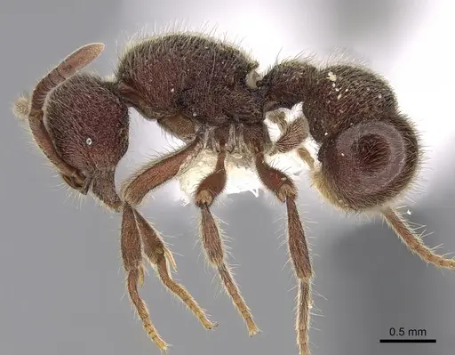 Proceratium deelemani specimen CASENT0281858 image casent0281858_3