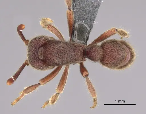 Proceratium deelemani specimen CASENT0746001 image casent0746001_1