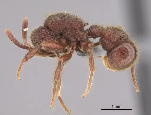 Proceratium deelemani specimen CASENT0746001 image casent0746001_3