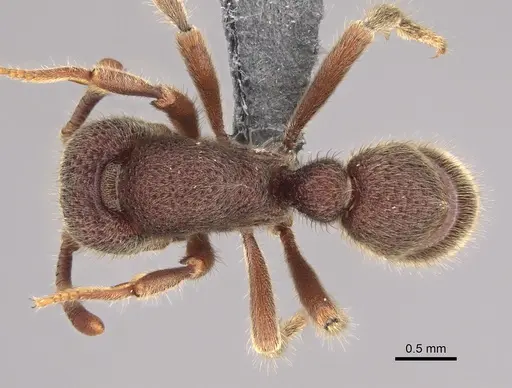 Proceratium deelemani specimen CASENT0746008 image casent0746008_1