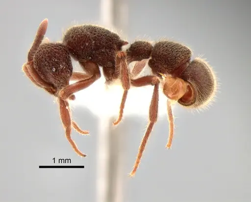 Proceratium deelemani specimen CASENT0882099 image casent0882099_3