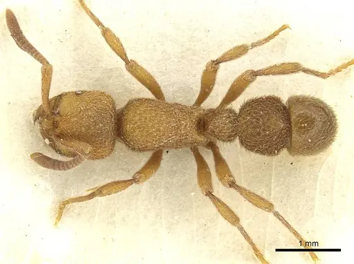 Proceratium deelemani specimen CASENT0915370 image casent0915370_1