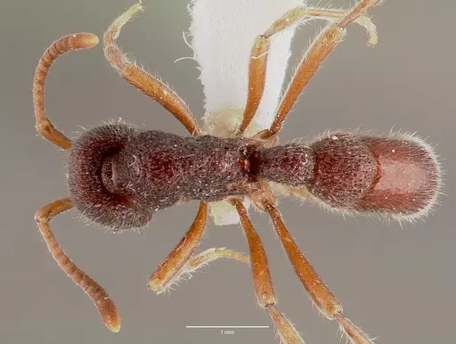 Proceratium diplopyx specimen CASENT0003306 image casent0003306_1