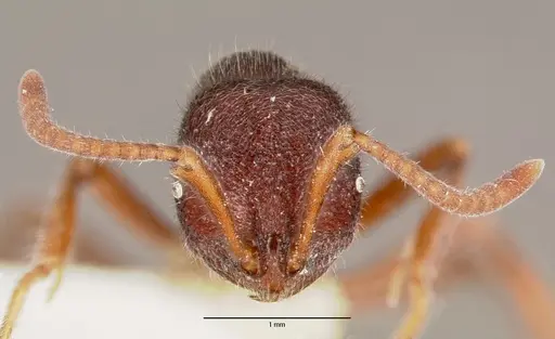Proceratium diplopyx specimen CASENT0003306 image casent0003306_2