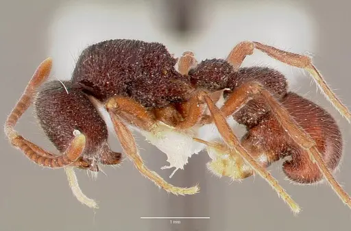 Proceratium diplopyx specimen CASENT0003306 image casent0003306_3