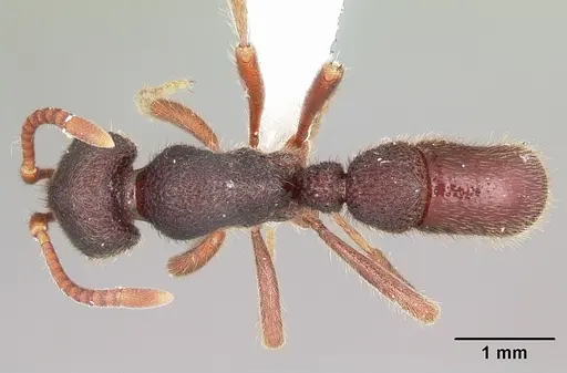 Proceratium diplopyx specimen CASENT0100348 image casent0100348_1