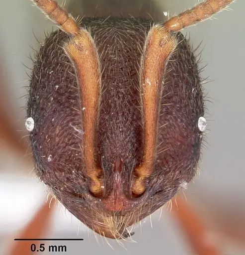 Proceratium diplopyx specimen CASENT0100348 image casent0100348_2