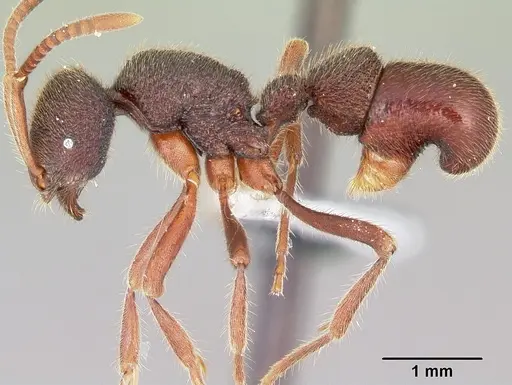 Proceratium diplopyx specimen CASENT0100348 image casent0100348_3
