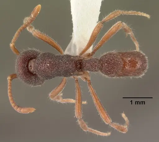 Proceratium diplopyx specimen CASENT0101399 image casent0101399_1