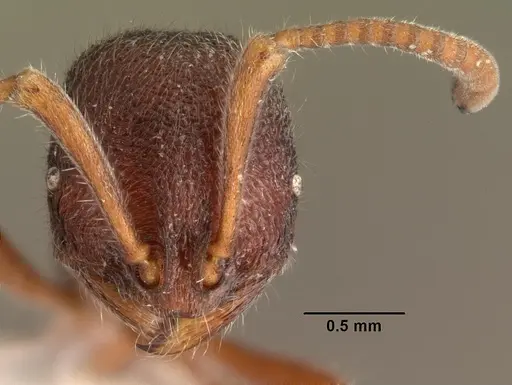 Proceratium diplopyx specimen CASENT0101399 image casent0101399_2