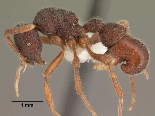 Proceratium diplopyx specimen CASENT0101399 image casent0101399_3