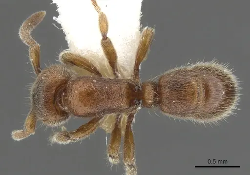 Proceratium dusun specimen CASENT0902420 image casent0902420_1