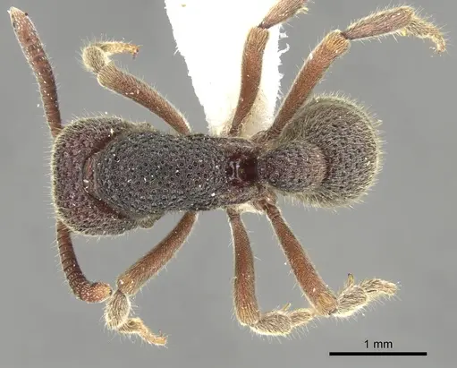 Proceratium foveolatum specimen CASENT0902414 image casent0902414_1
