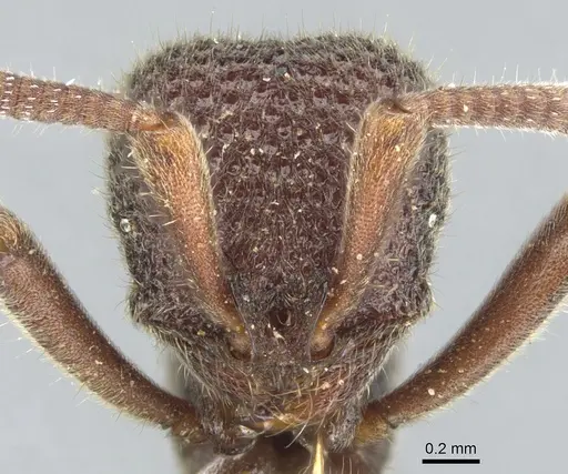 Proceratium foveolatum specimen CASENT0902414 image casent0902414_2