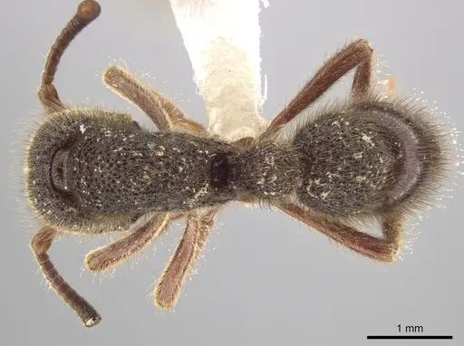 Proceratium goliath specimen CASENT0612315 image casent0612315_1