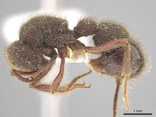 Proceratium goliath specimen CASENT0612315 image casent0612315_3