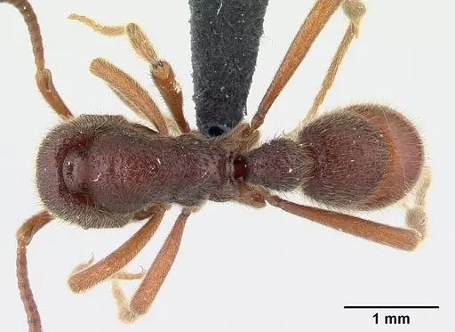 Proceratium google specimen CASENT0042665 image casent0042665_1