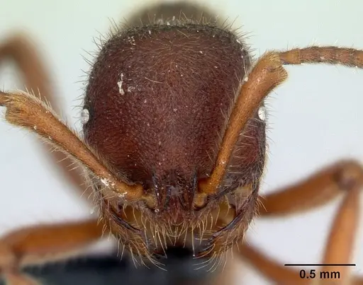 Proceratium google specimen CASENT0042665 image casent0042665_2