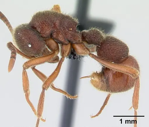 Proceratium google specimen CASENT0042665 image casent0042665_3