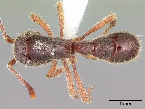 Proceratium google specimen CASENT0100357 image casent0100357_1