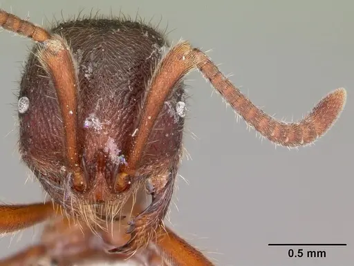 Proceratium google specimen CASENT0100357 image casent0100357_2