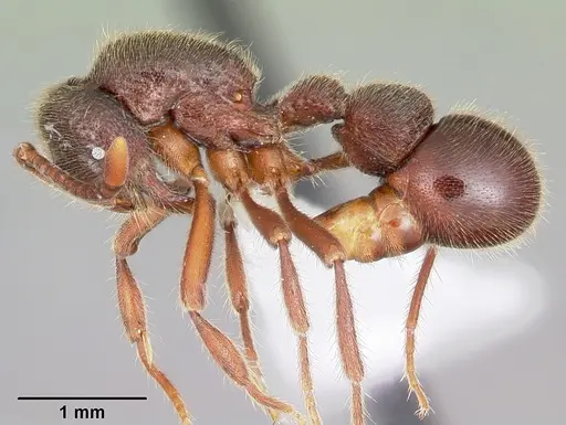 Proceratium google specimen CASENT0100357 image casent0100357_3