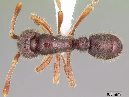 Proceratium google specimen CASENT0100367 image casent0100367_1