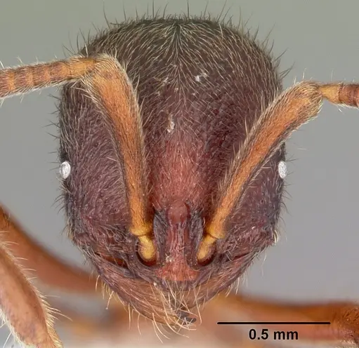 Proceratium google specimen CASENT0100367 image casent0100367_2