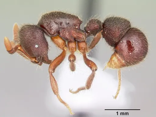 Proceratium google specimen CASENT0100367 image casent0100367_3