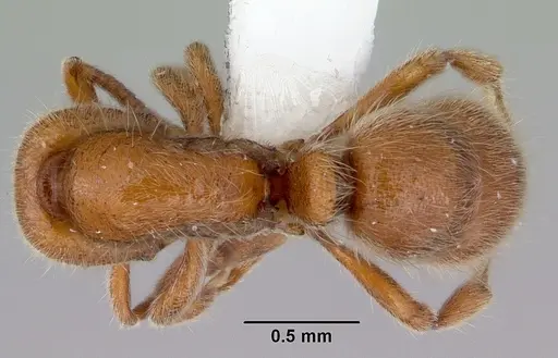 Proceratium hirsutum specimen CASENT0172115 image casent0172115_1