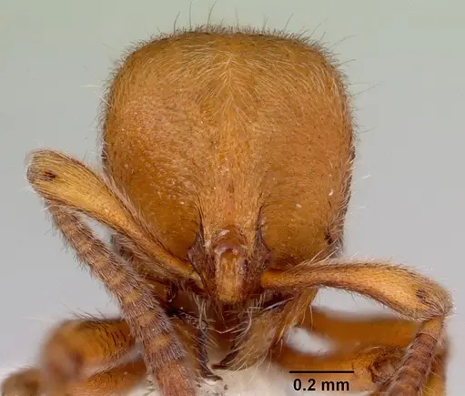 Proceratium hirsutum specimen CASENT0172115 image casent0172115_2