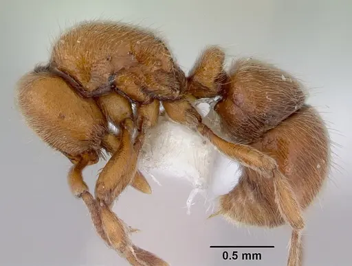 Proceratium hirsutum specimen CASENT0172115 image casent0172115_3