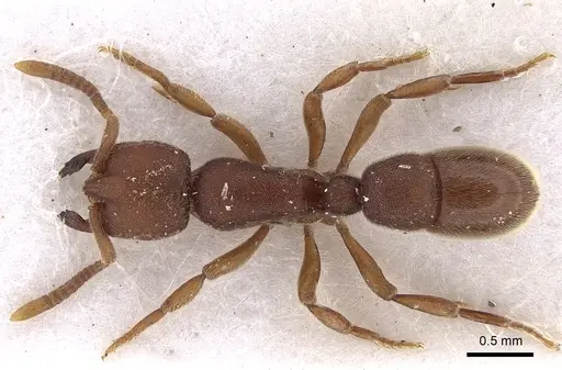 Proceratium itoi specimen CASENT0281853 image casent0281853_1