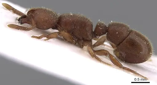 Proceratium itoi specimen CASENT0281853 image casent0281853_3