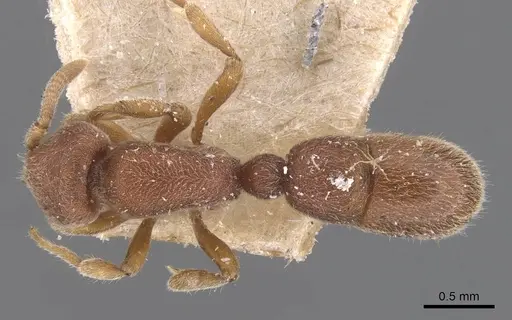 Proceratium itoi specimen CASENT0907205 image casent0907205_1