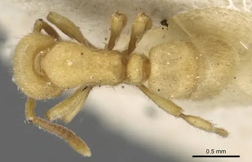 Proceratium japonicum specimen CASENT0915312 image casent0915312_1